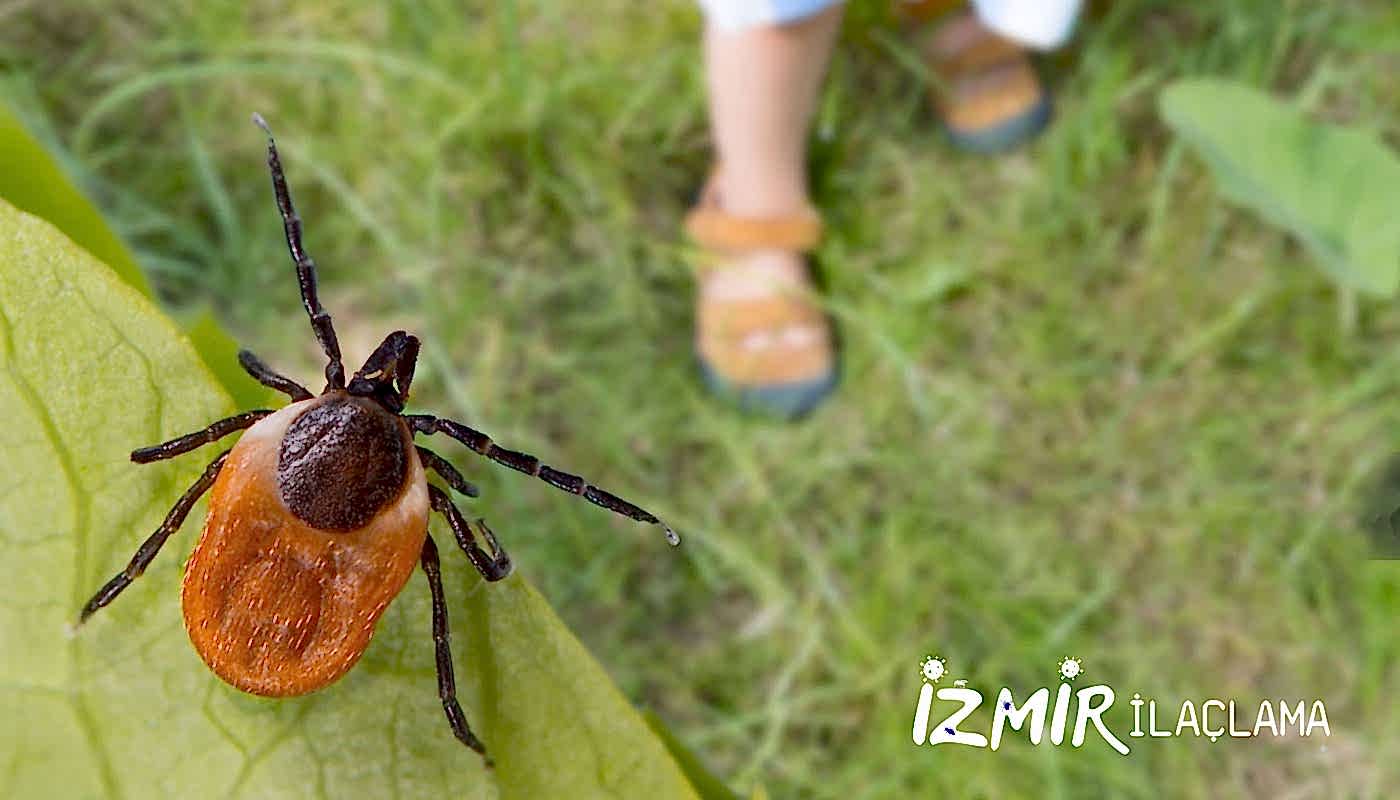 İzmir Böcek İlaçlama
