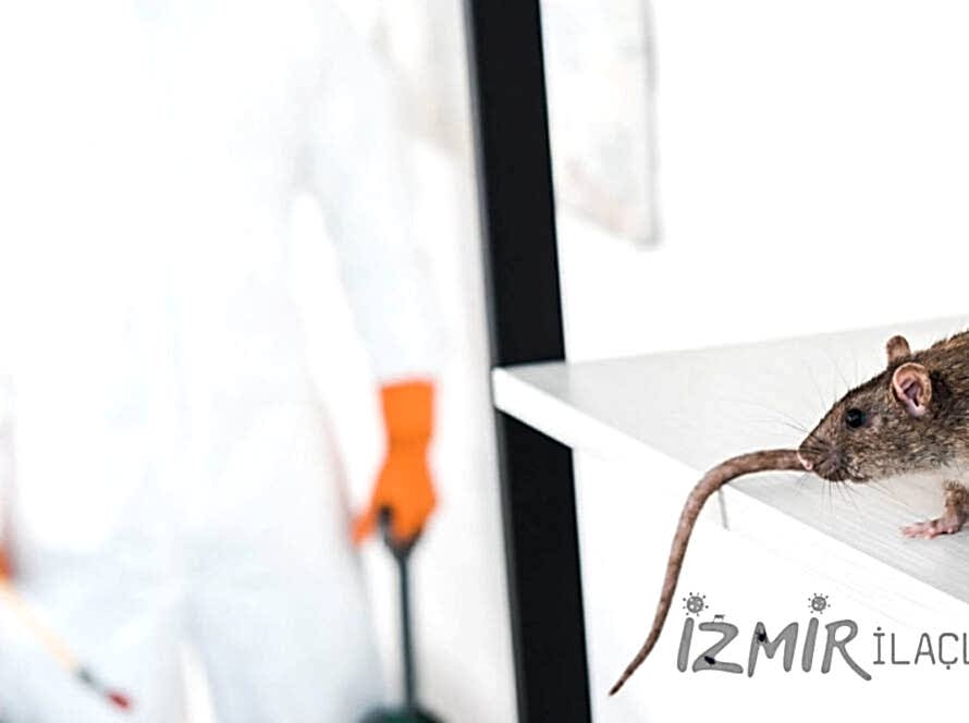 İzmir Fare İlaçlama