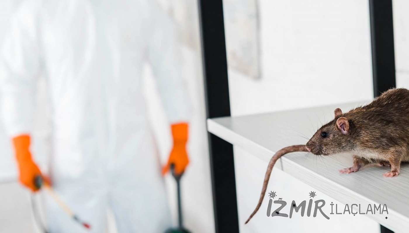 İzmir Fare İlaçlama