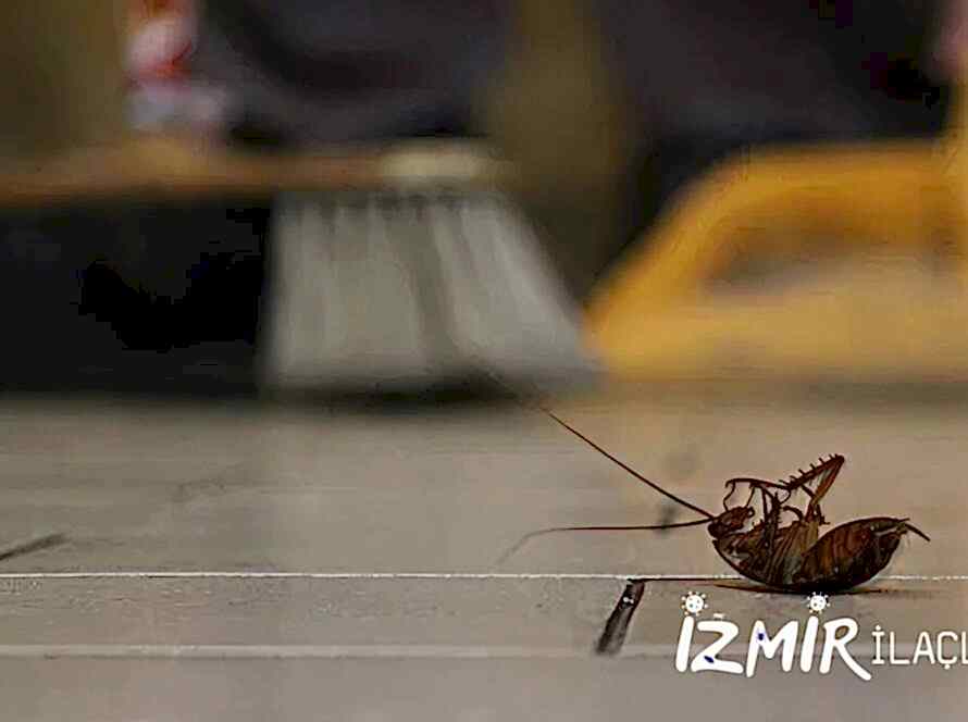 İzmir Hamam Böceği İlaçlama