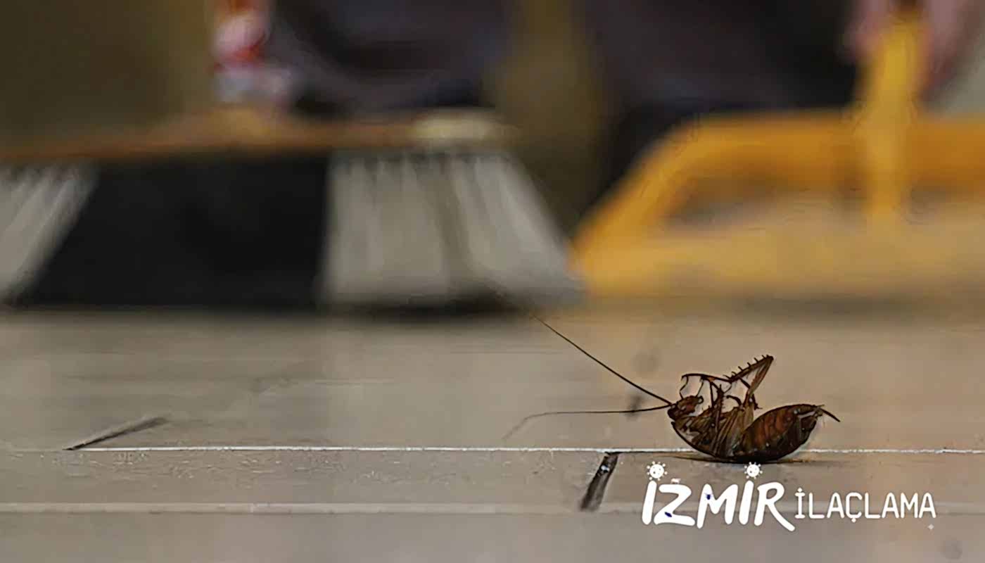 İzmir Hamam Böceği İlaçlama