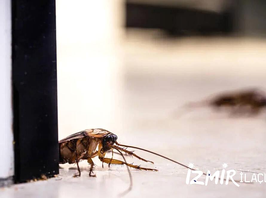 İzmir Haşere İlaçlama