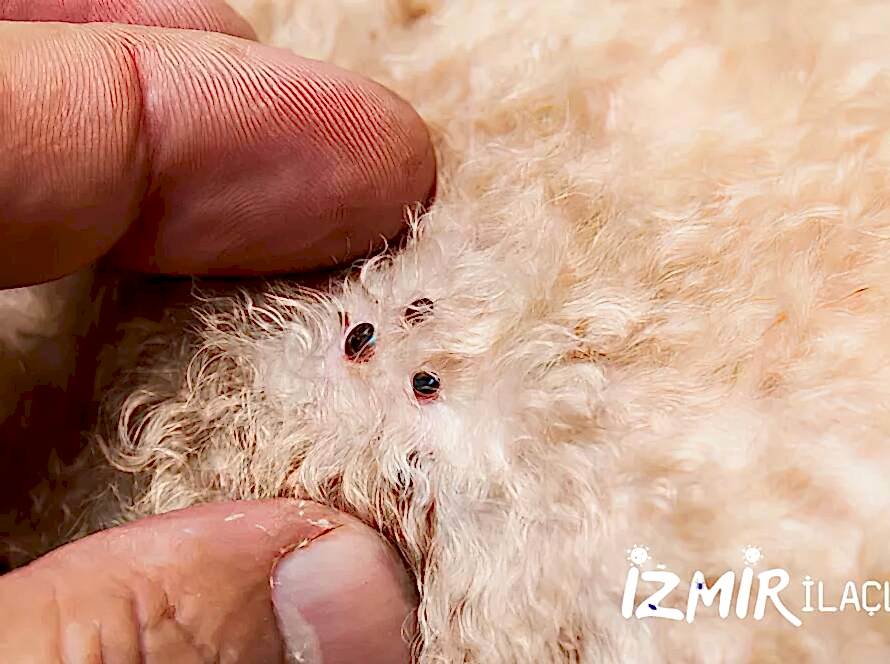 İzmir Pire İlaçlama