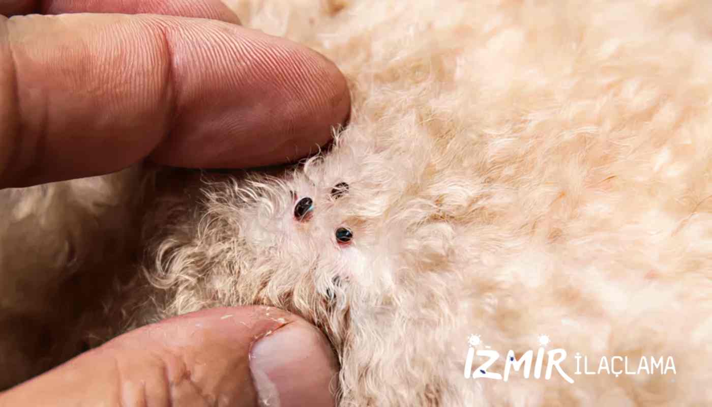 İzmir Pire İlaçlama