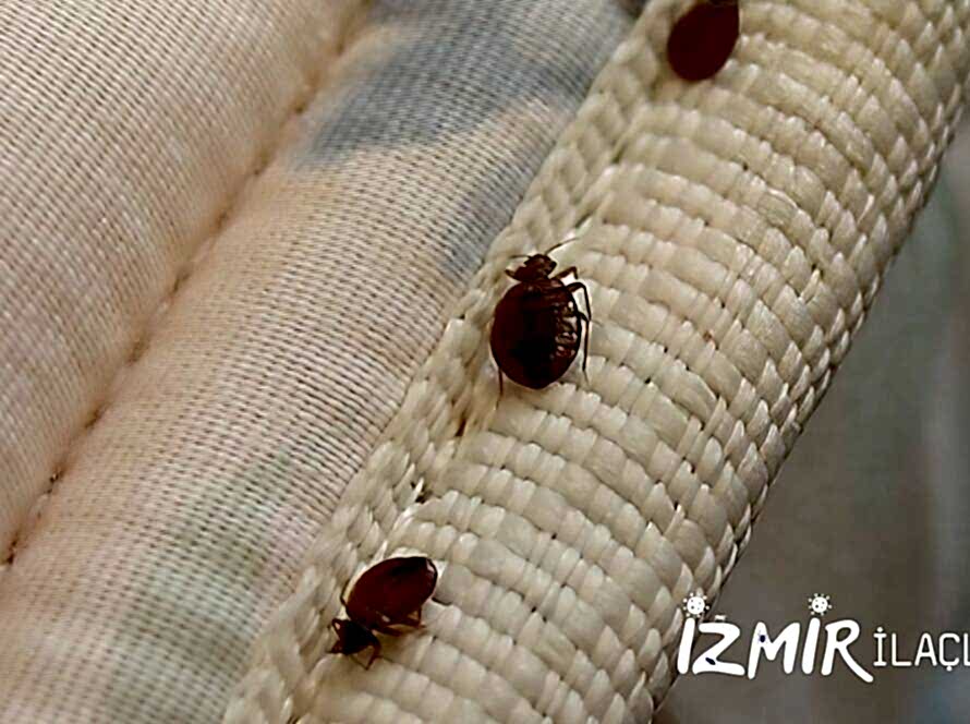 İzmir Tahta Kurusu İlaçlama