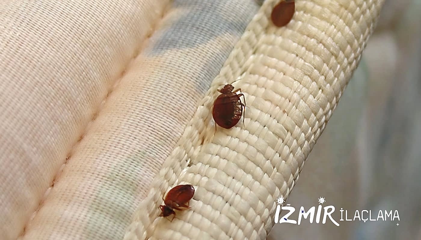 İzmir Tahta Kurusu İlaçlama